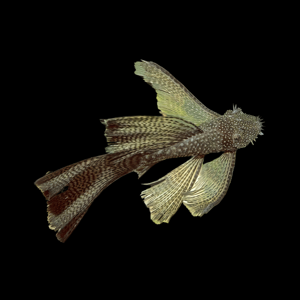 Long Fin Bristlenose Pleco Ancistrus - Real Aquatics