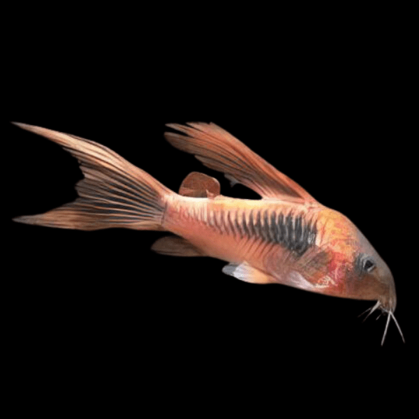 Long Fin Bronze Corydoras Aeneus 3cm Catfish - Real Aquatics