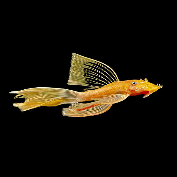 Long Fin Golden Bristlenose Pleco Ancistrus 3cm - Real Aquatics