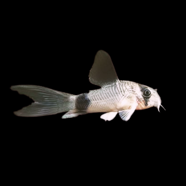 Long Fin Panda Corydoras Panda 3cm - Real Aquatics