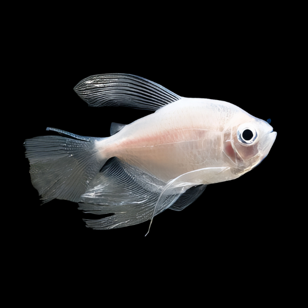 Long Fin White Widow Tetra Gymnocorymbus Ternetzi 3cm - Real Aquatics