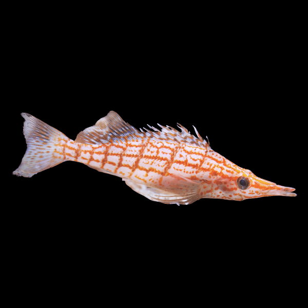 Long Nose Hawk Fish Oxycirrhites Typus - Real Aquatics