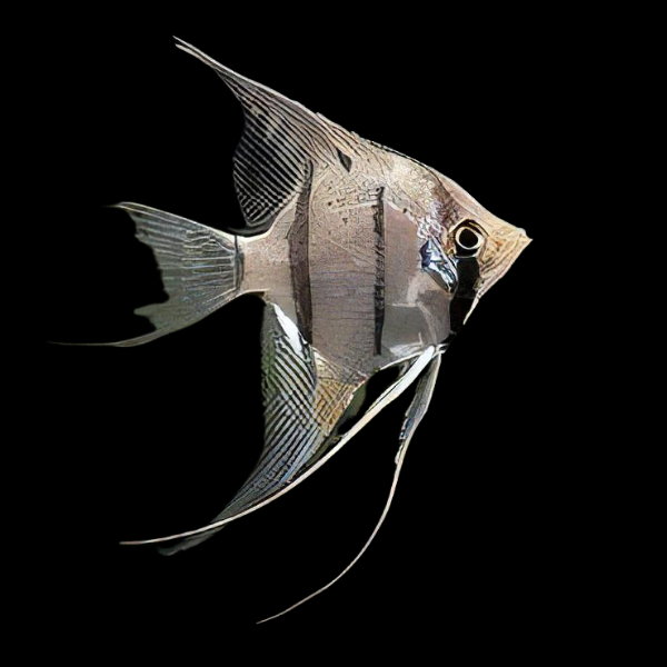 Long Nosed Angelfish Scalare Pterophyllum Dumerilii 5cm - Real Aquatics