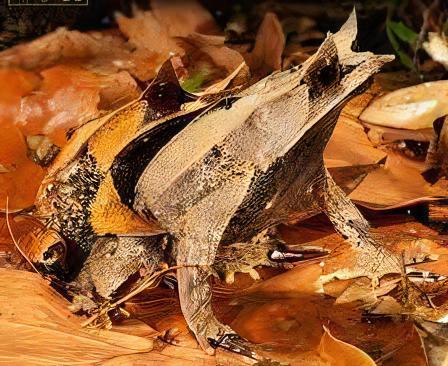 Long Nosed Horned Frog Megophrys Nasuta 5cm - Real Aquatics