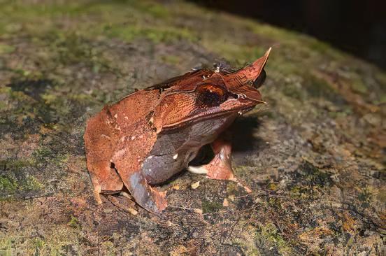 Long Nosed Horned Frog Megophrys Nasuta 5cm - Real Aquatics