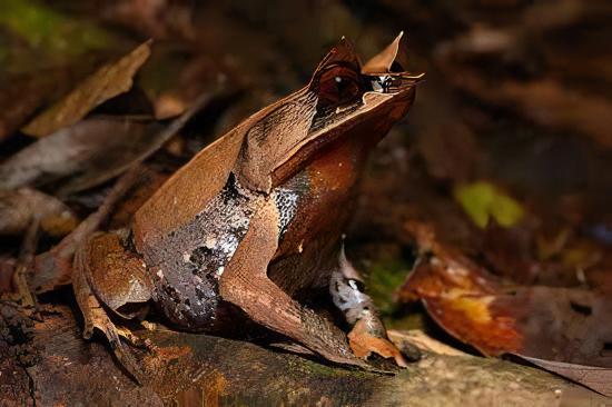 Long Nosed Horned Frog Megophrys Nasuta 5cm - Real Aquatics