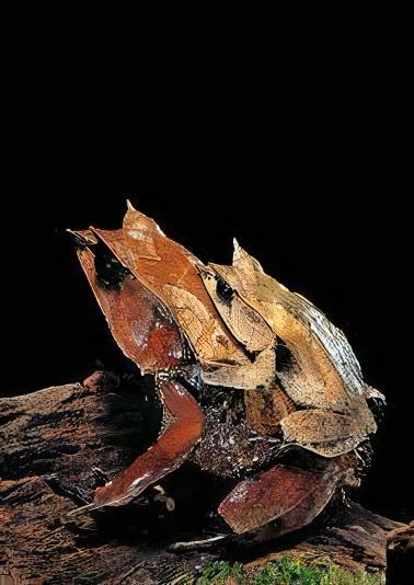 Long Nosed Horned Frog Megophrys Nasuta 5cm - Real Aquatics