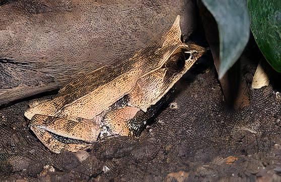Long Nosed Horned Frog Megophrys Nasuta 5cm - Real Aquatics