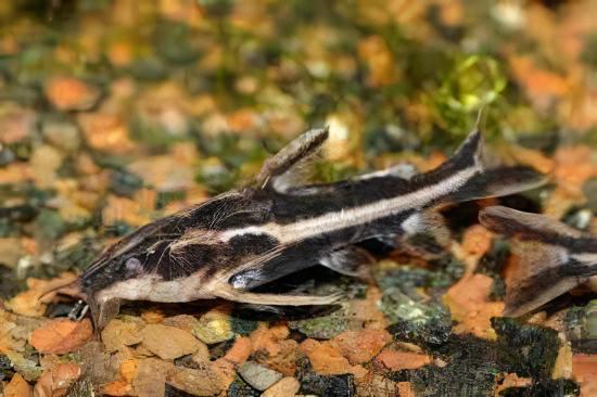 Long Nosed Striped Dora Raphael Catfish Orinocodoras Eigenmanni 5cm - Real Aquatics