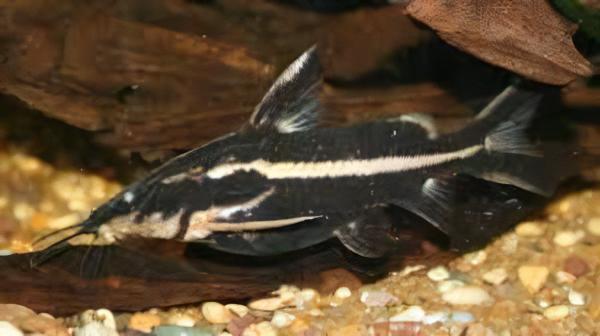Long Nosed Striped Dora Raphael Catfish Orinocodoras Eigenmanni 5cm - Real Aquatics