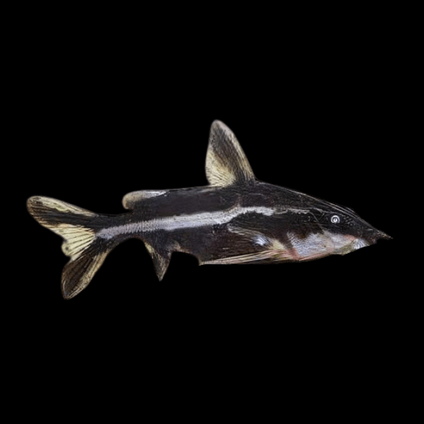 Long Nosed Striped Dora Raphael Catfish Orinocodoras Eigenmanni 5cm - Real Aquatics