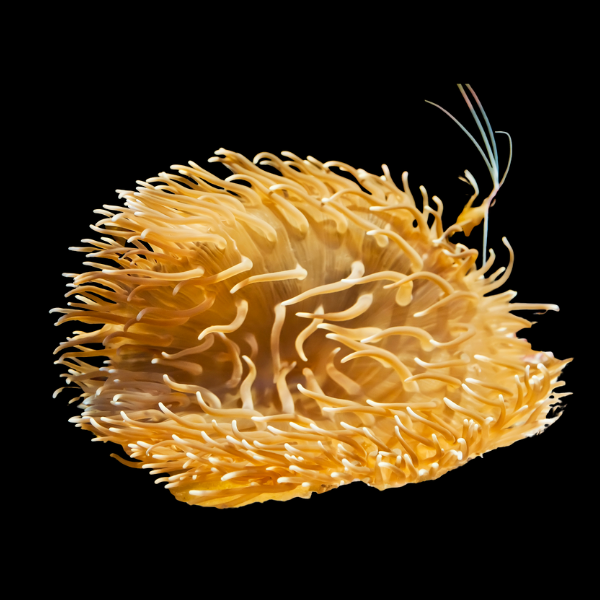 Long Tentacle Red Base Sand Anemone Macrodactyla Doreensis - Real Aquatics