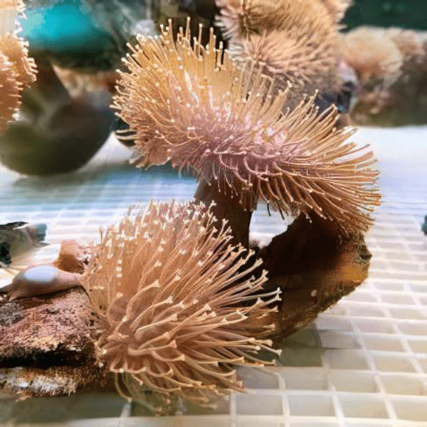 Long Tentacle Toadstool Soft Coral Sarcophyton Sp - Real Aquatics