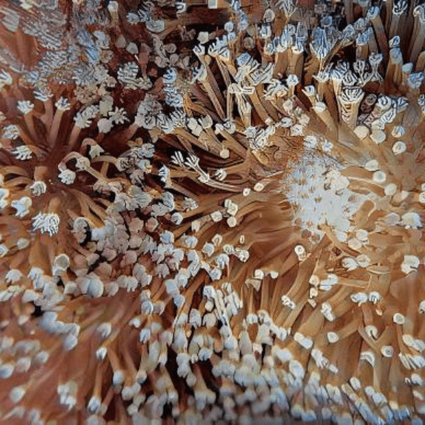 Long Tentacle Toadstool Soft Coral Sarcophyton Sp - Real Aquatics