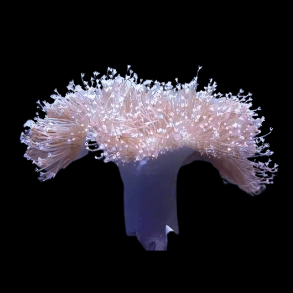 Long Tentacle Toadstool Soft Coral Sarcophyton Sp - Real Aquatics