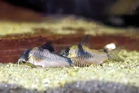 Long Nosed Corydoras Septentrionalis 4cm Catfish - Real Aquatics