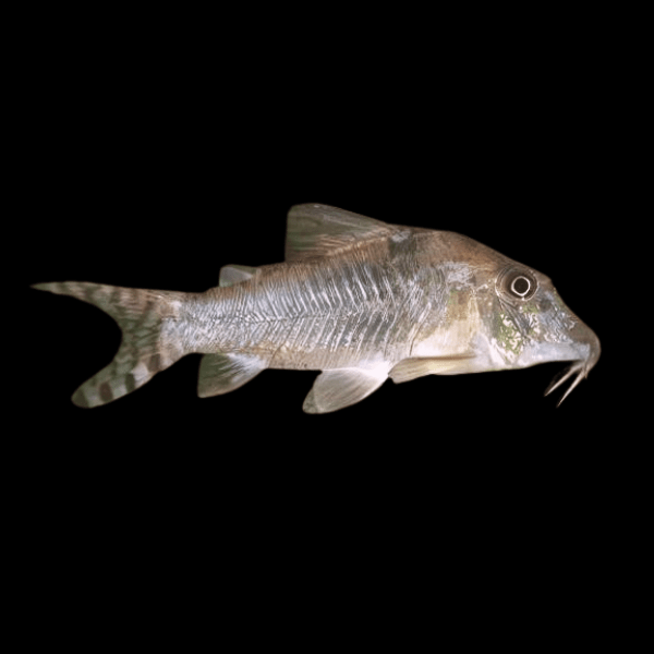 Long Nosed Corydoras Septentrionalis 4cm Catfish - Real Aquatics