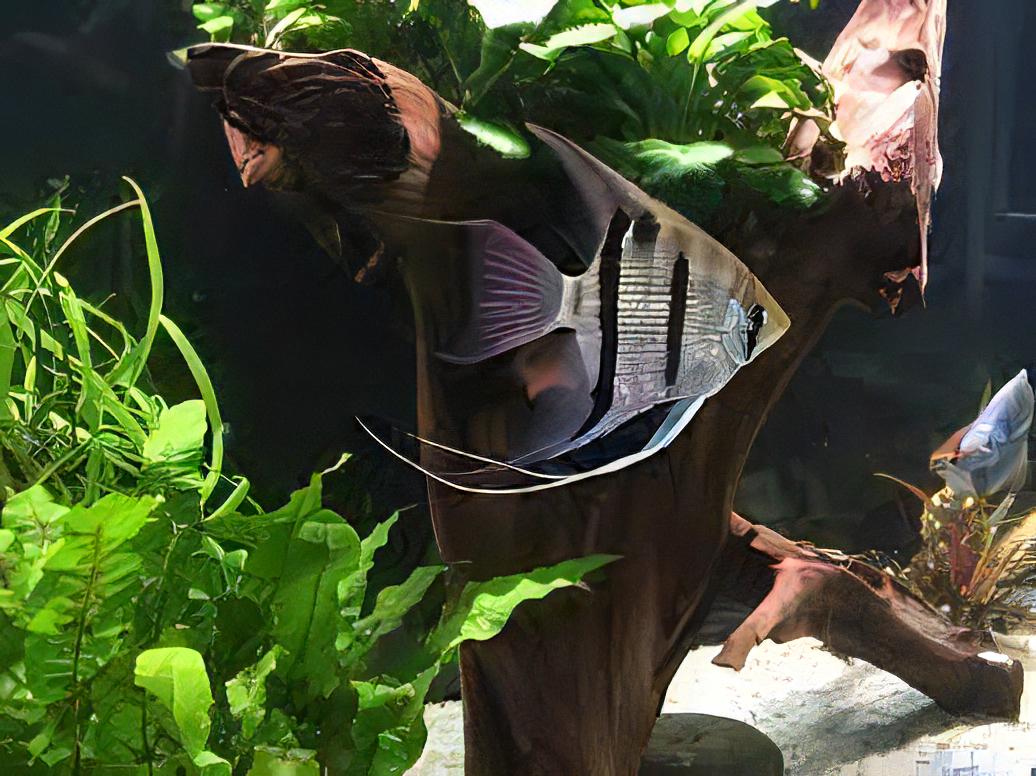 Long Nosed Angelfish Scalare Pterophyllum Dumerilii 5cm - Real Aquatics