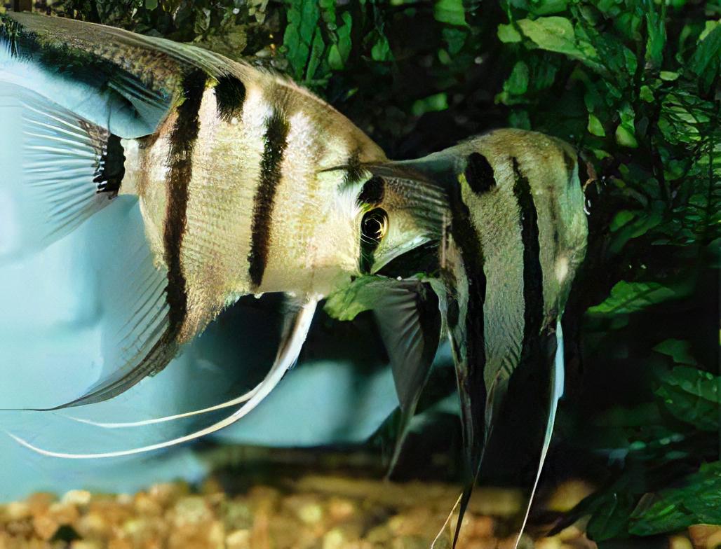 Long Nosed Angelfish Scalare Pterophyllum Dumerilii 5cm - Real Aquatics