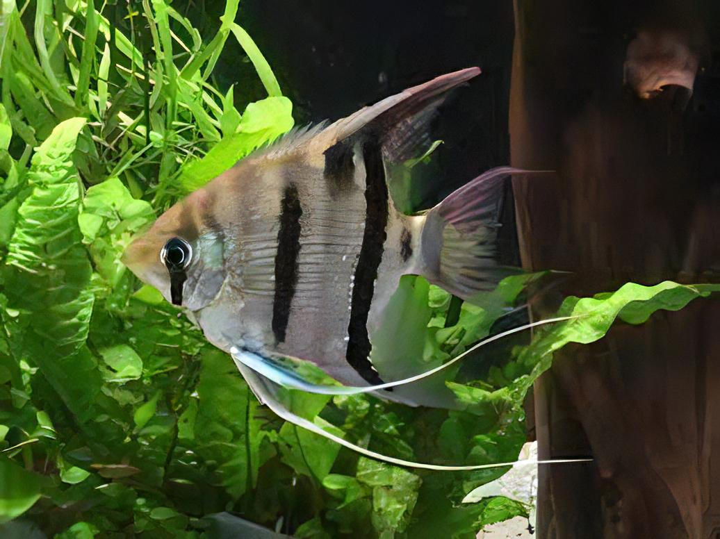 Long Nosed Angelfish Scalare Pterophyllum Dumerilii 5cm - Real Aquatics