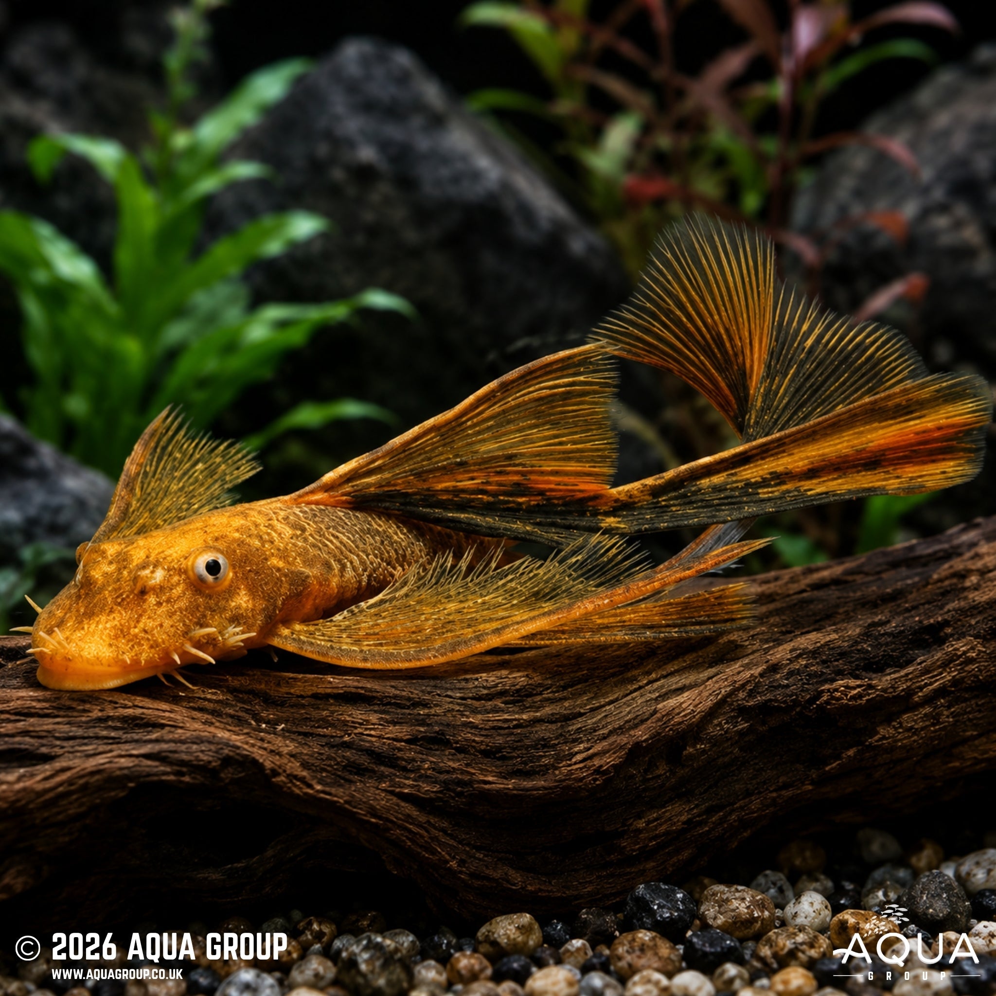 Longfin Orange and Black Marble Bristlenose (Ancistrus sp.)