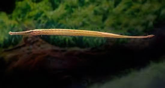 Longmouth Pipefish Doryichthys Heterosoma 8cm - Real Aquatics