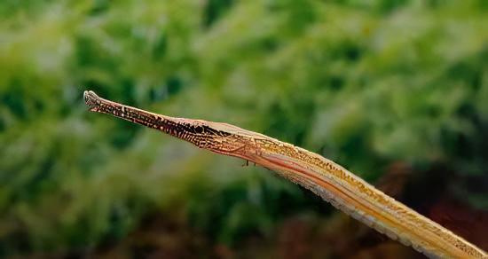 Longmouth Pipefish Doryichthys Heterosoma 8cm - Real Aquatics