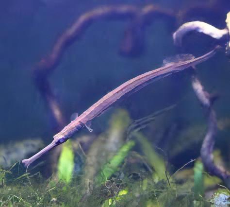 Longmouth Pipefish Doryichthys Heterosoma 8cm - Real Aquatics