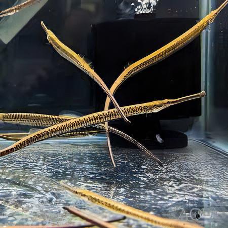 Longmouth Pipefish Doryichthys Heterosoma 8cm - Real Aquatics