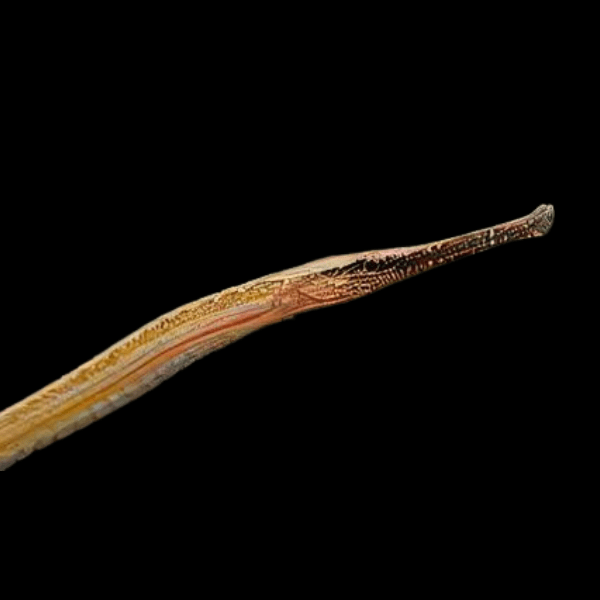 Longmouth Pipefish Doryichthys Heterosoma 8cm - Real Aquatics