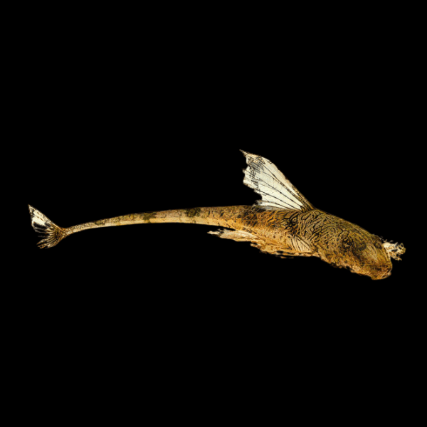 Marbled Whiptail Loricaria Simillima 5cm - Real Aquatics