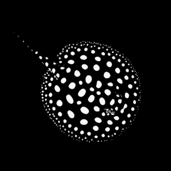 Freshwater Low Grade Black Diamond Polka Dot Stingray Potamotrygon Leopoldi