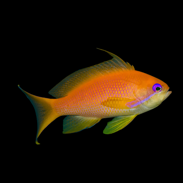 Sea Goldie Lyretail Anthias Pseudanthias Squamipinnis - Real Aquatics