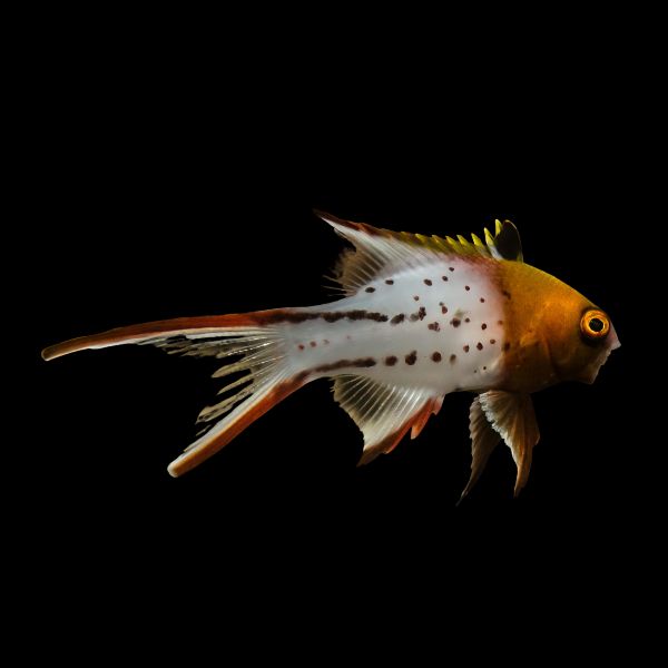 Lyretail Hog Bodianus Anthioides - Real Aquatics