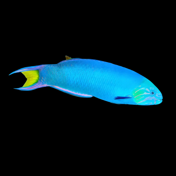 Lyretail Wrasse Thalassoma Lunare - Real Aquatics