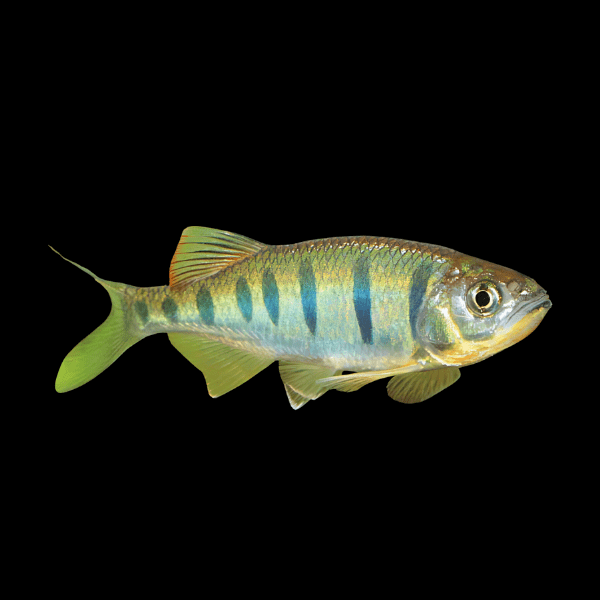 Mackerel Barb Opsarius Pulchellus 5cm - Real Aquatics