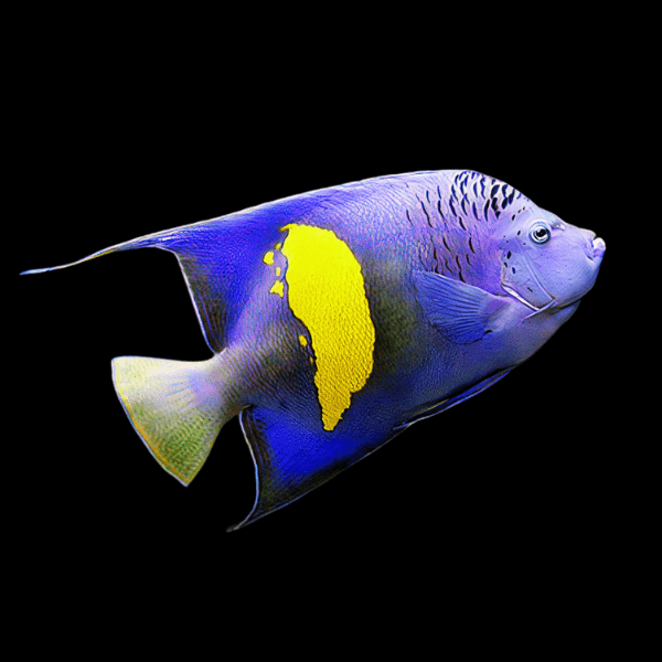 Maculosus Yellowbar Angelfish Pomacanthus Maculosus - Real Aquatics