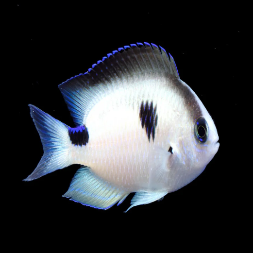 Madagascar Damsel (Chrysiptera madagascariensis)