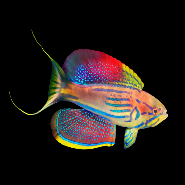 Madagascar Flasher Wrasse Paracheilinus Hemitaeniatus - Real Aquatics