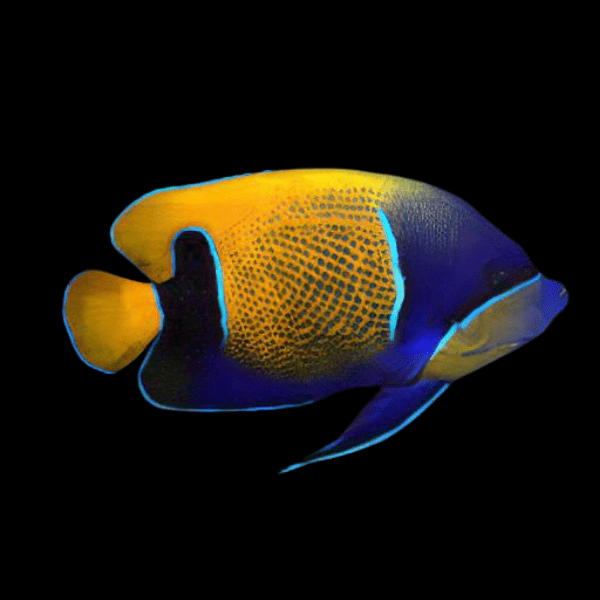 Majestic Angelfish Pomacanthus Navarchus - Real Aquatics