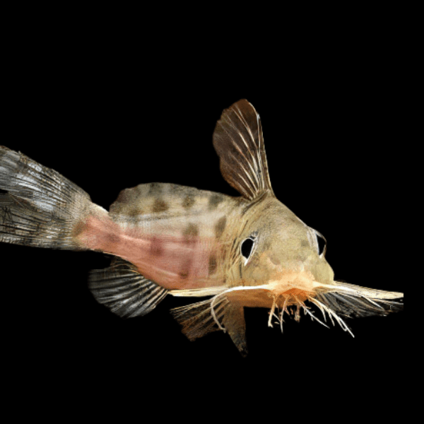 Malawi Squeaker Catfish Synodontis Njasse 5cm - Real Aquatics