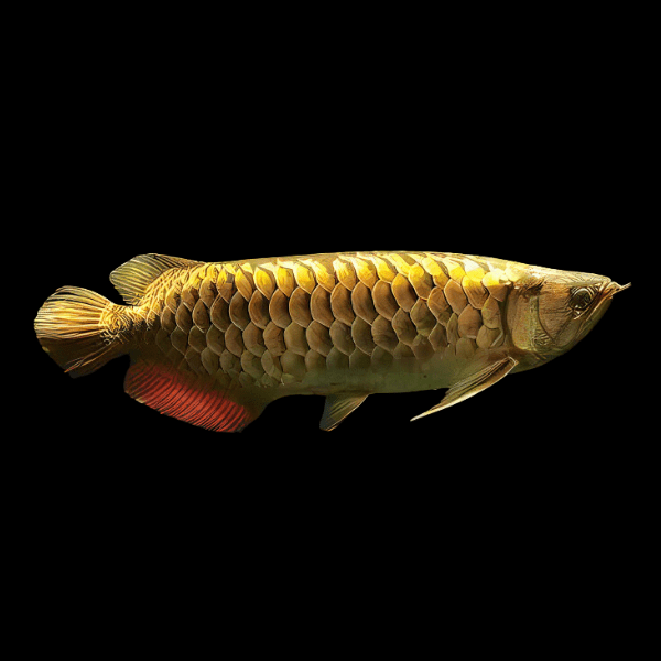 Malaysian 24K Golden Crossback Arowana Scleropages Formosus 20cm - Real Aquatics