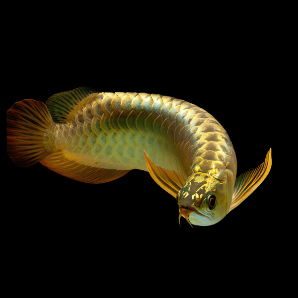Malaysian 24K Golden High Back Arowana Scleropages Formosus 20cm - Real Aquatics