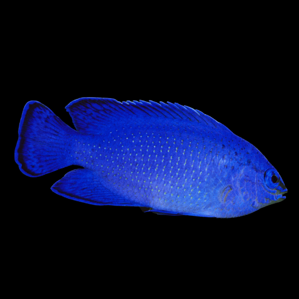 Malaysian Electric Blue Damsel Chrysiptera Cyanea - Real Aquatics