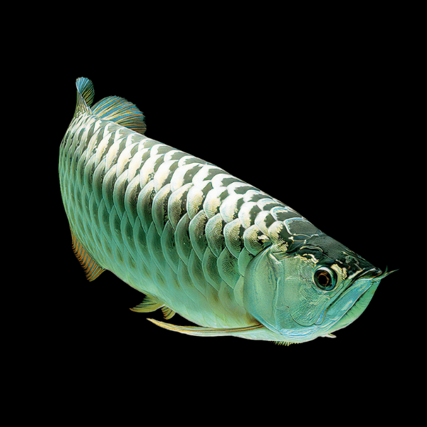 Malaysian Emerald Crossback Arowana Scleropages Formosus 20cm - Real Aquatics
