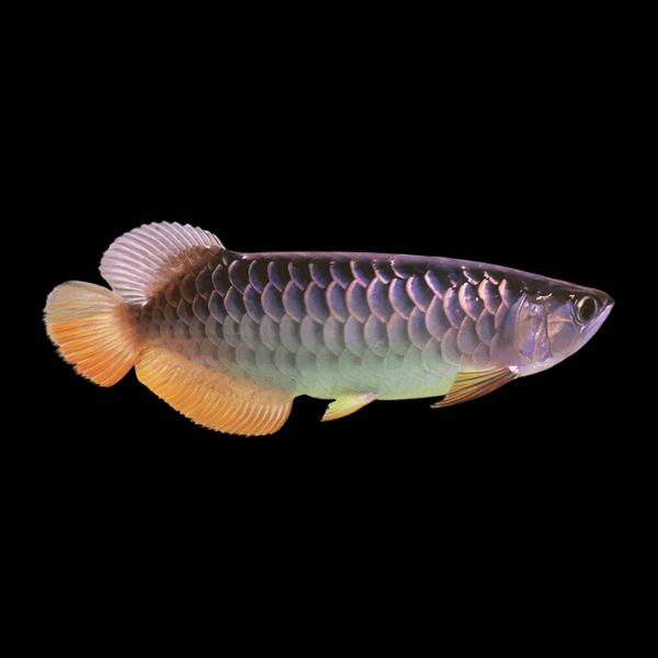 Malaysian Golden Blue Base Arowana Scleropages Formosus 20cm - Real Aquatics