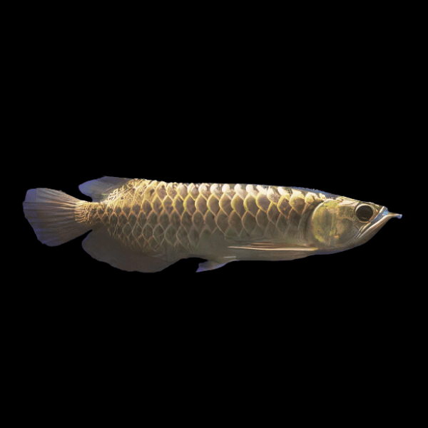 Malaysian Golden Blue Base Crossback Arowana Scleropages Formosus 20cm - Real Aquatics