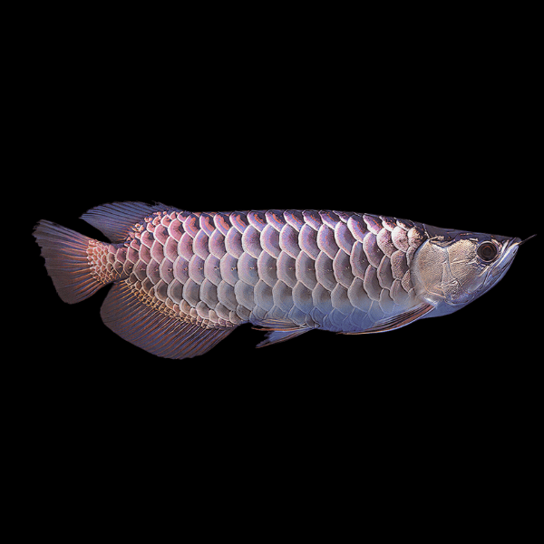 Malaysian Golden Blue Base High Back Arowana Scleropages Formosus 20cm - Real Aquatics