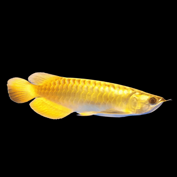 Malaysian Golden Crossback Arowana Scleropages Formosus 20cm - Real Aquatics