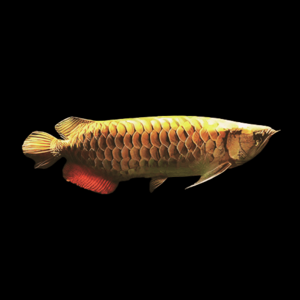 Malaysian Golden Head Golden Crossback Arowana Scleropages Formosus 20cm - Real Aquatics